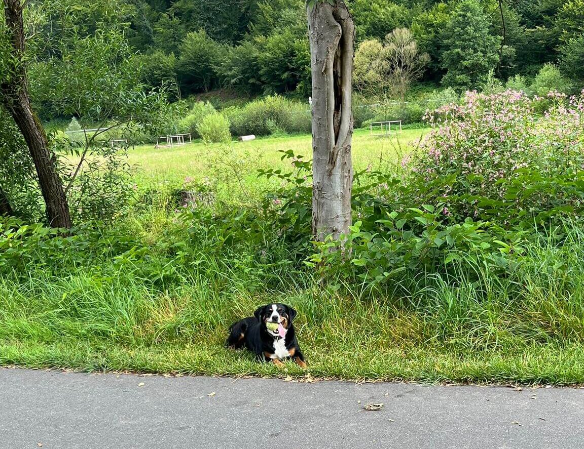 Hunde Ausflugsziele in Bremen